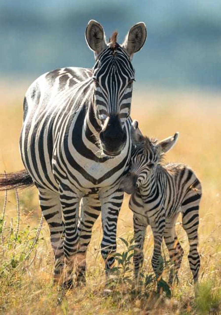 tanzania-destinations-4