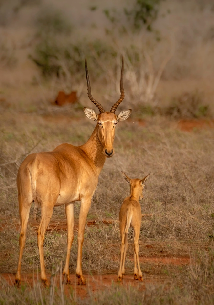 tsavo-east-national-park-5 (1)
