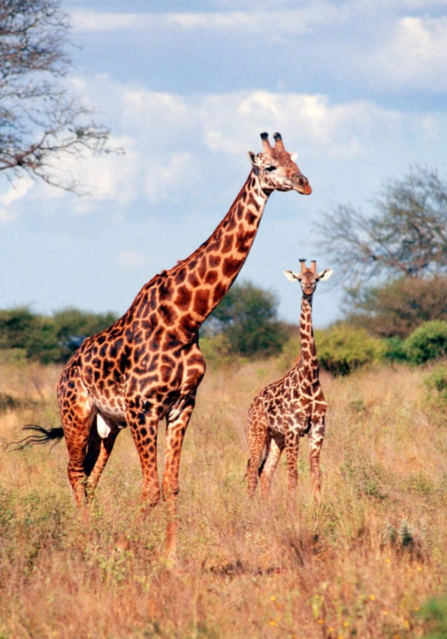 tsavo-east-national-park-7 (1)