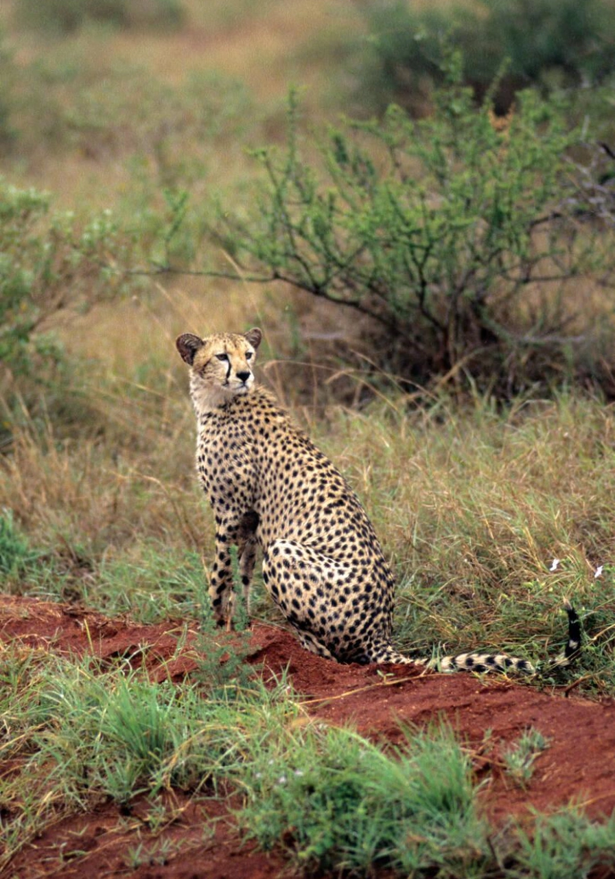 tsavo-east-national-park-8 (1)