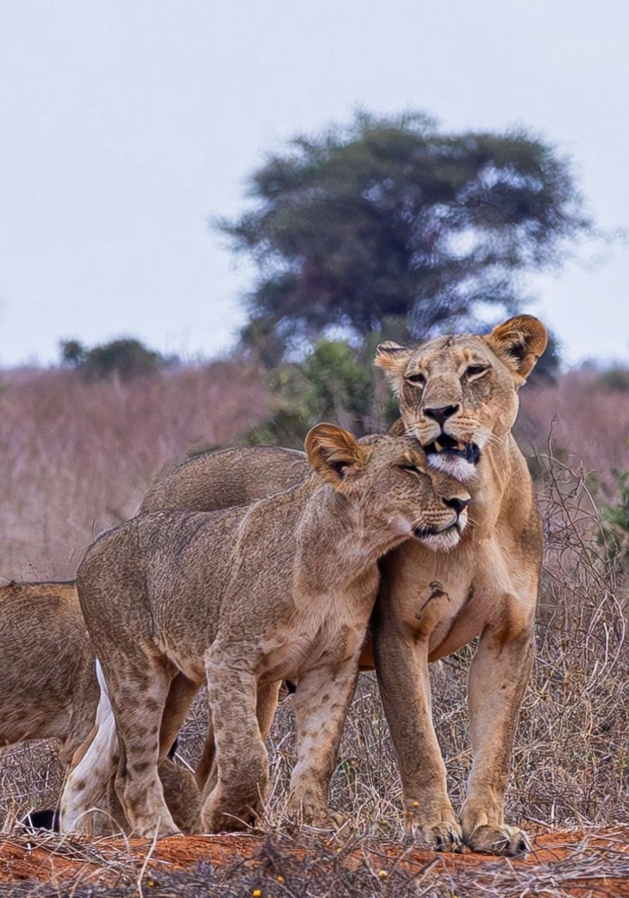tsavo-east-national-park-9 (1)