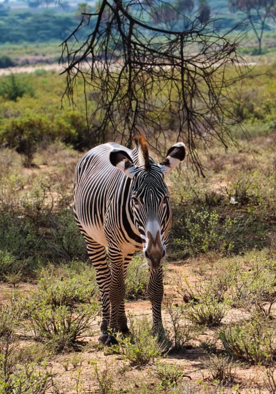 tsavo-west-national-park-7 (1)