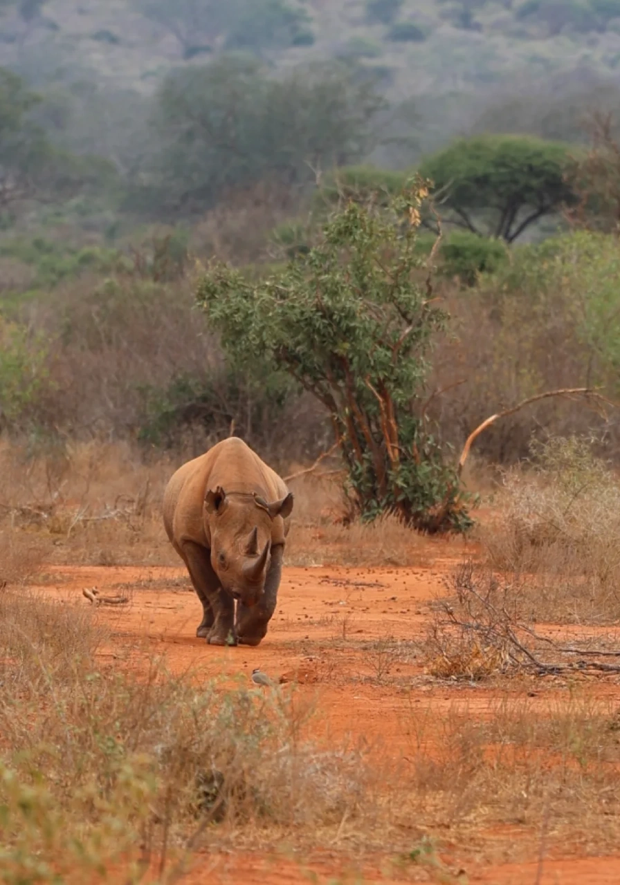 tsavo-west-national-park-8 (1)