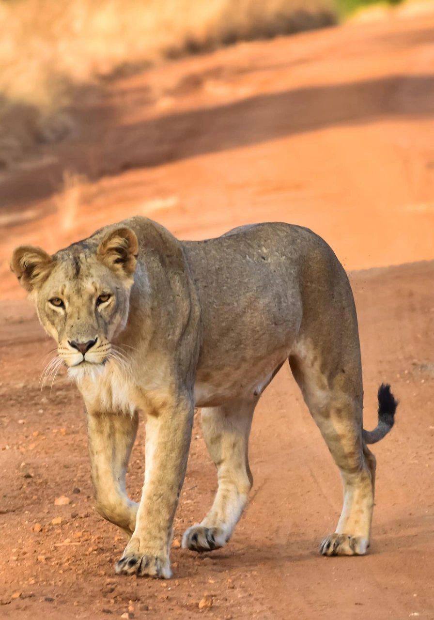 tsavo-west-national-park-9