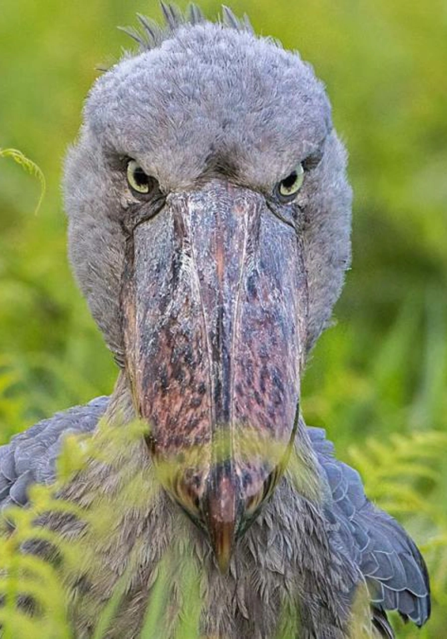 akagera-national-park-5 (2)