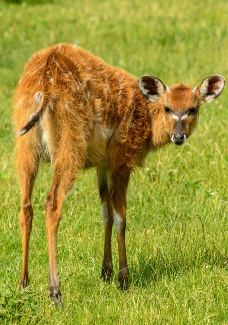 akagera-national-park-6 (2)