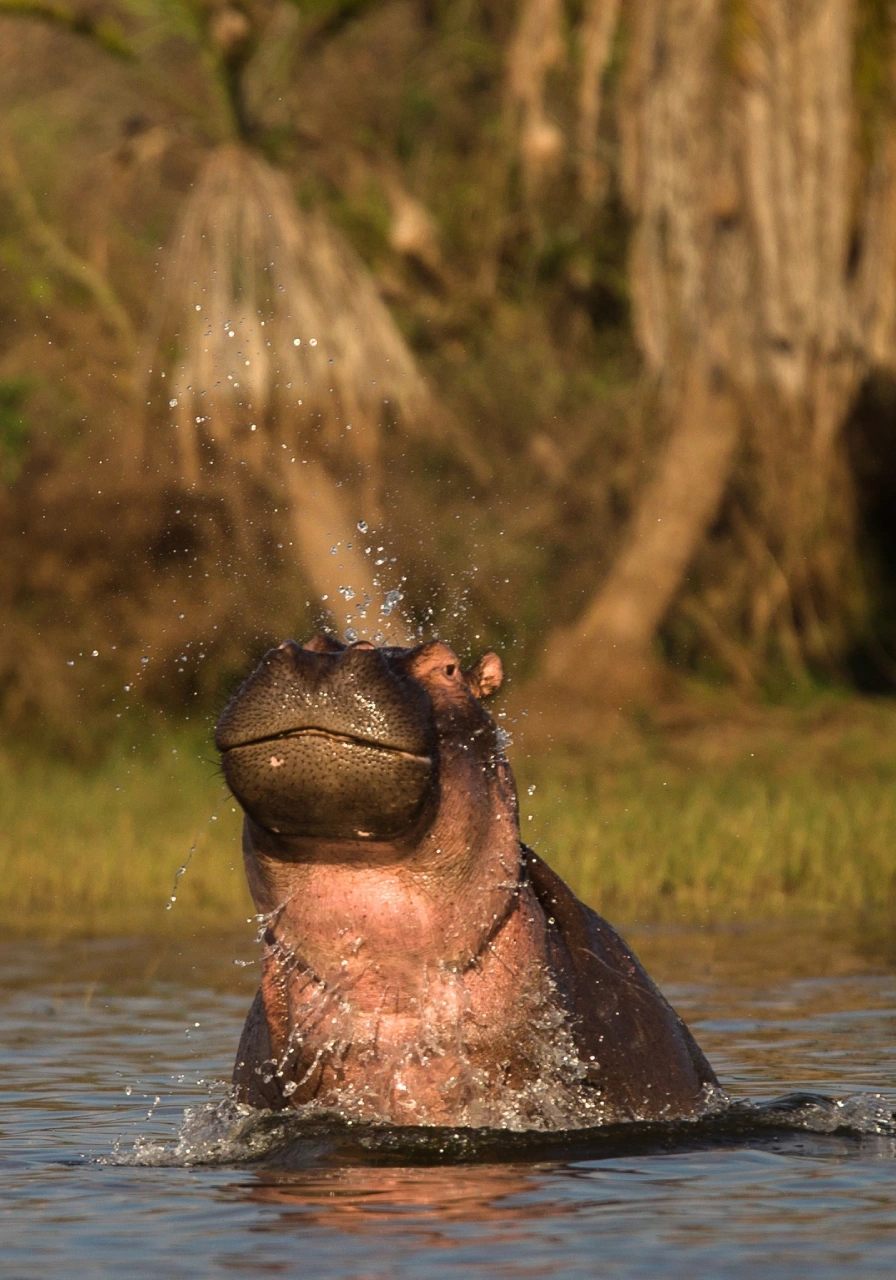 akagera-national-park-7 (2)