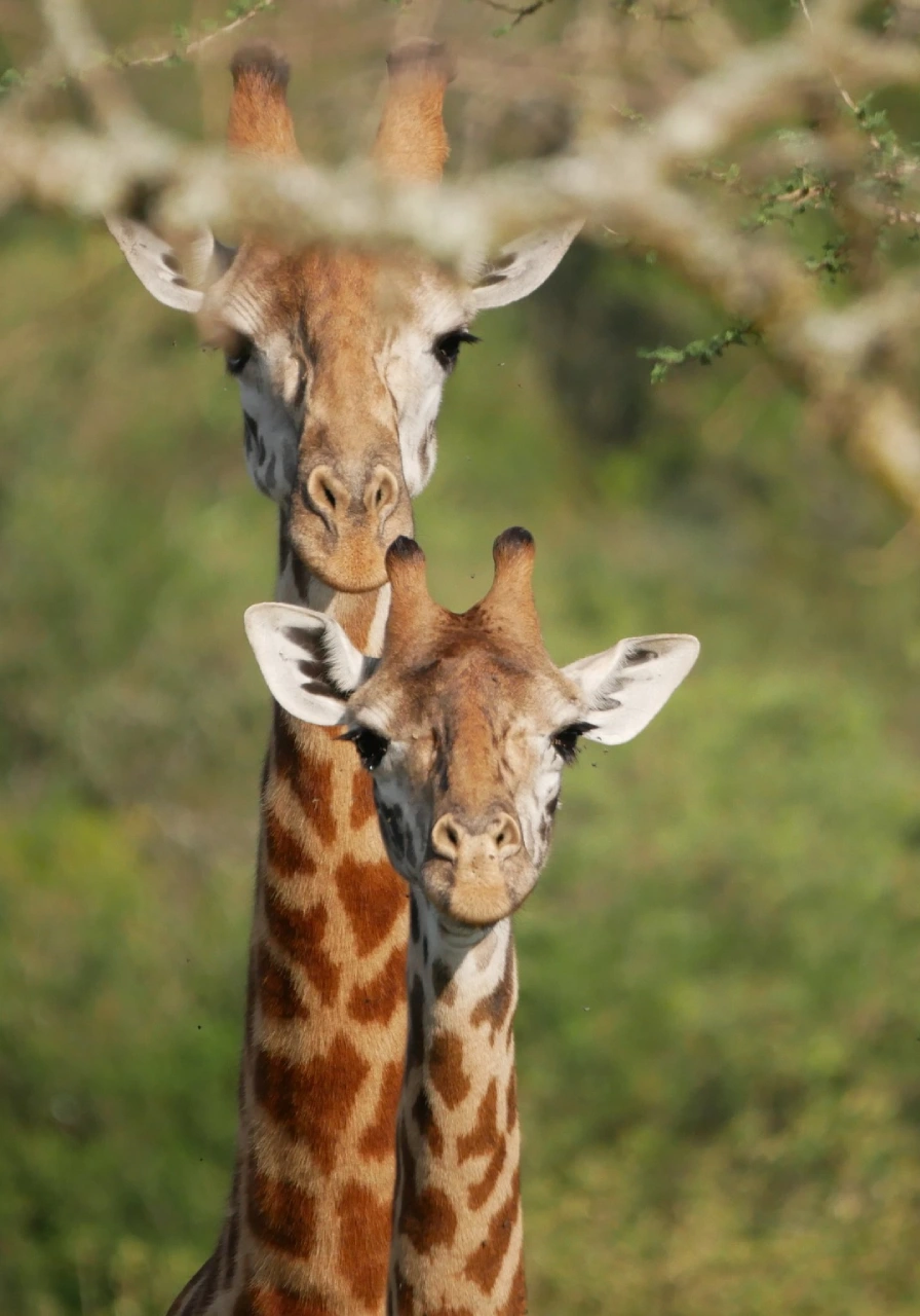 akagera-national-park-8 (2)