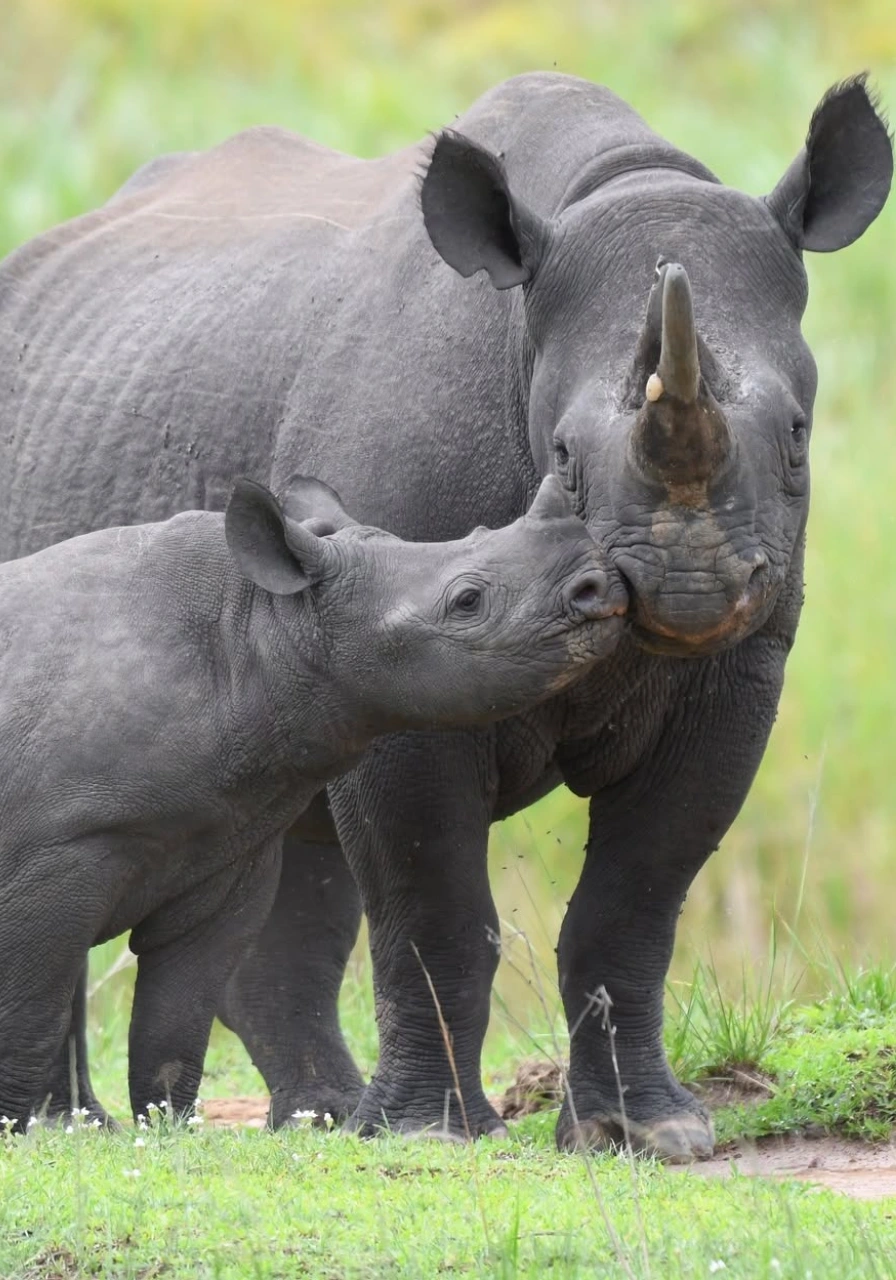 akagera-national-park-9 (2)