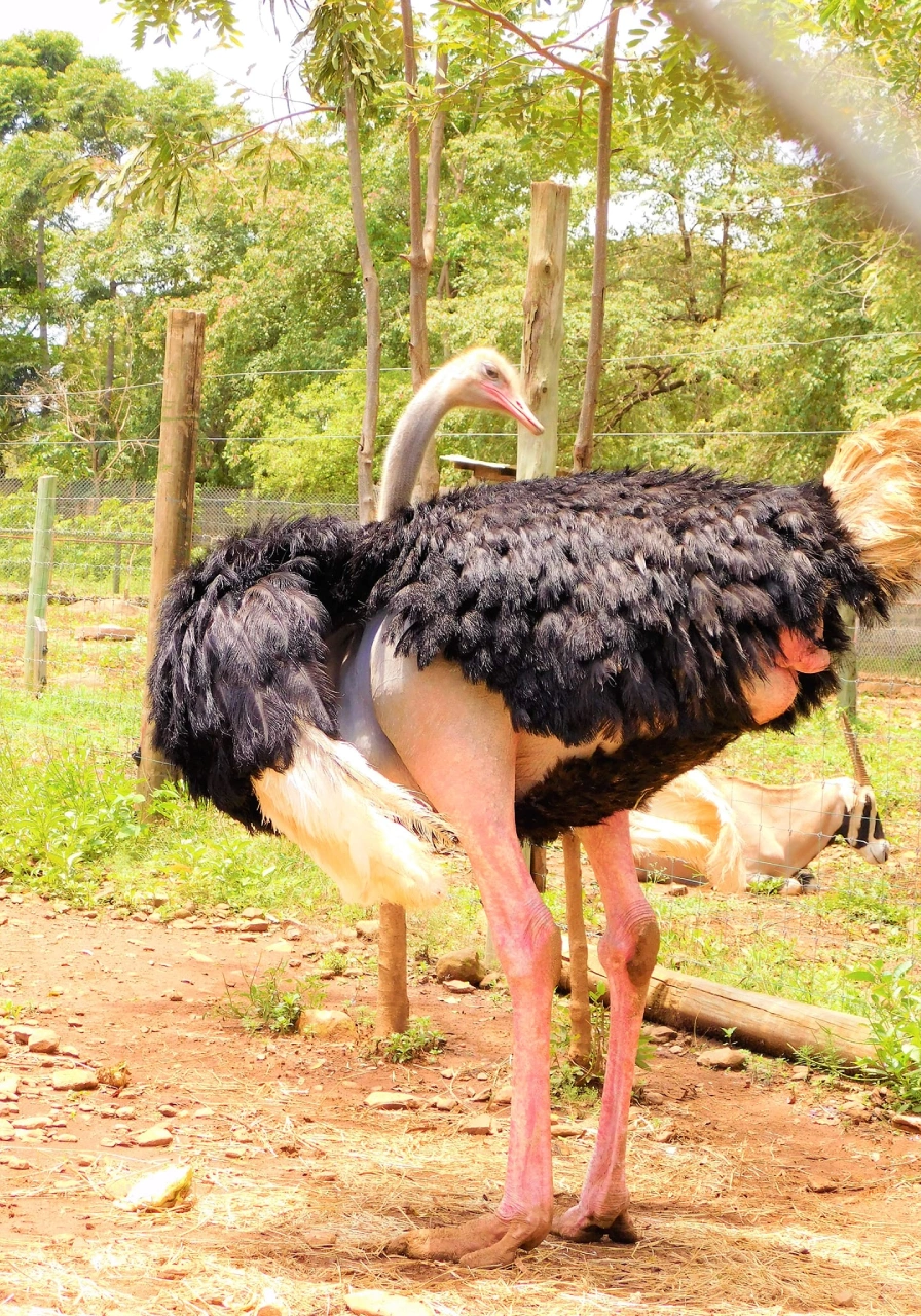 kisumu-impala-sanctuary-6