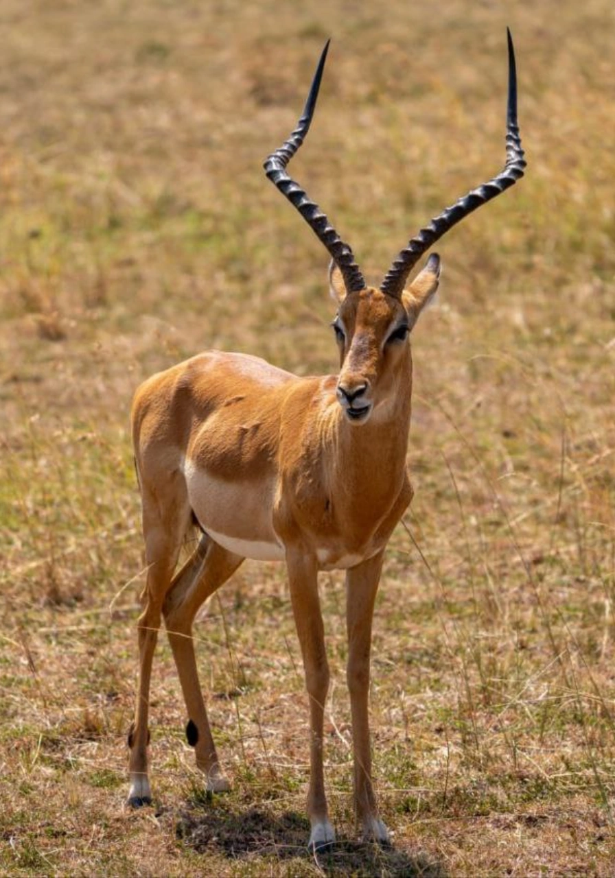 kisumu-impala-sanctuary-7