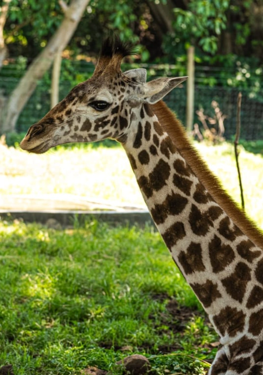 kisumu-impala-sanctuary-8