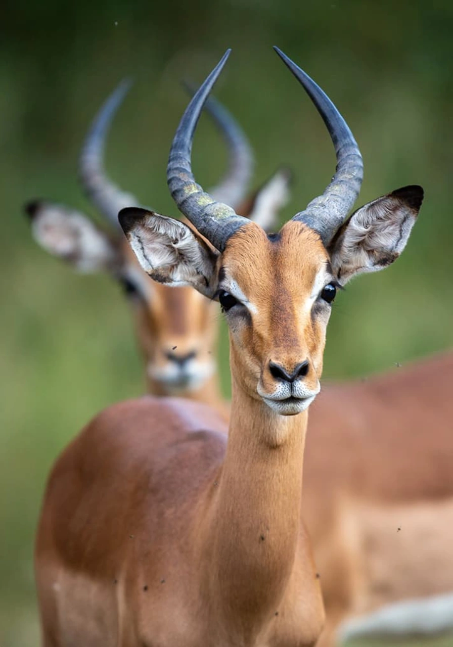 kisumu-impala-sanctuary-9