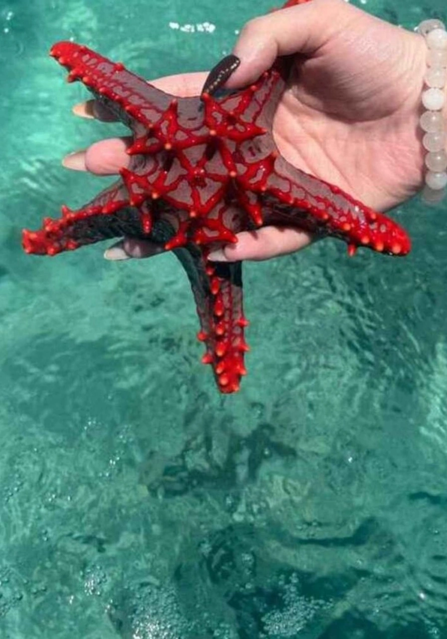 mombasa-marine-national-park-7