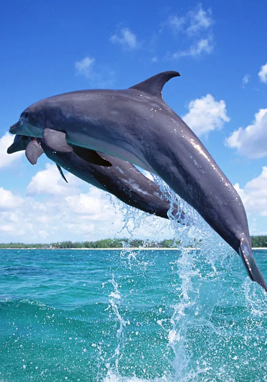 mombasa-marine-national-park-9