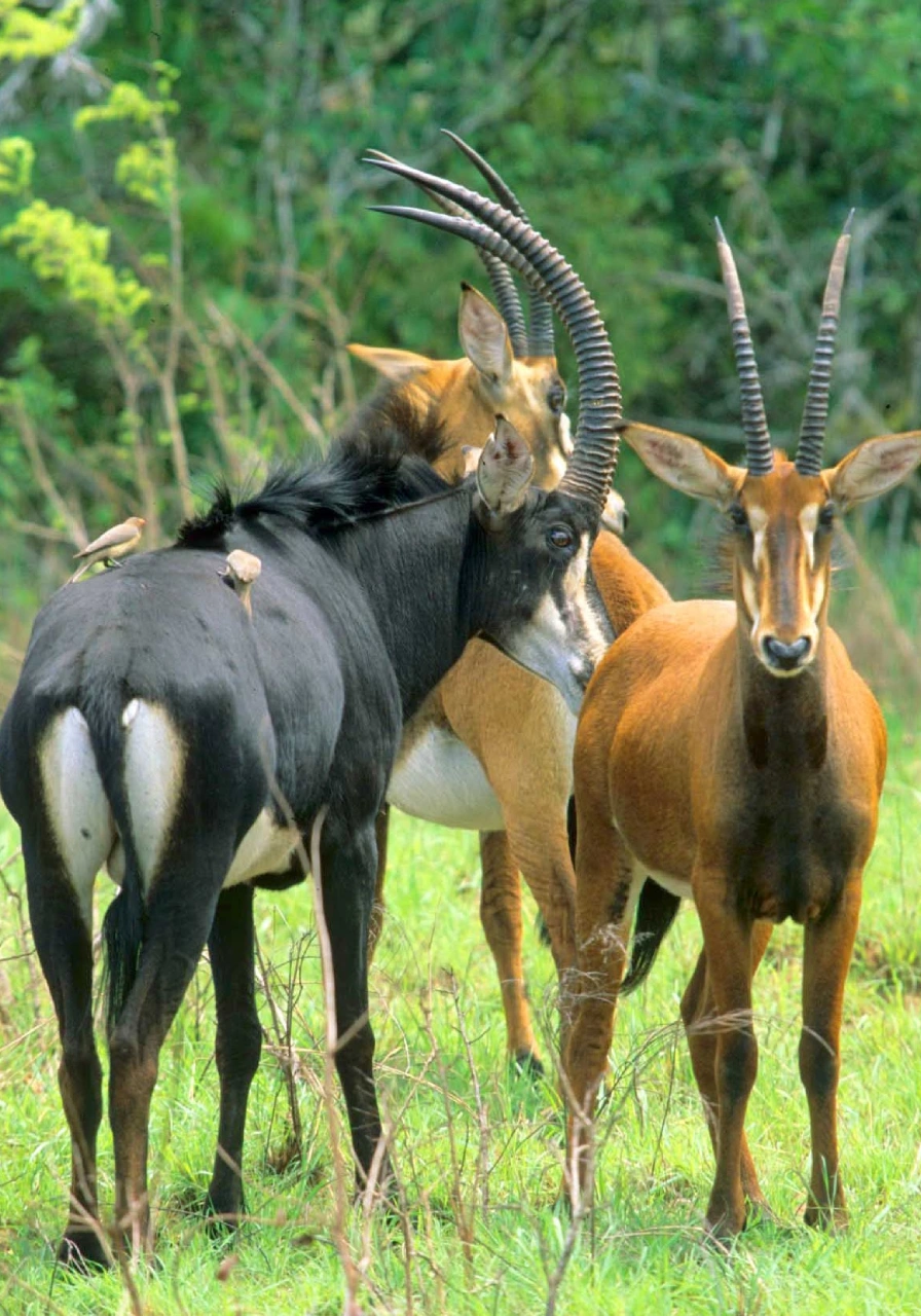 shimba-hills-national-reserve-5