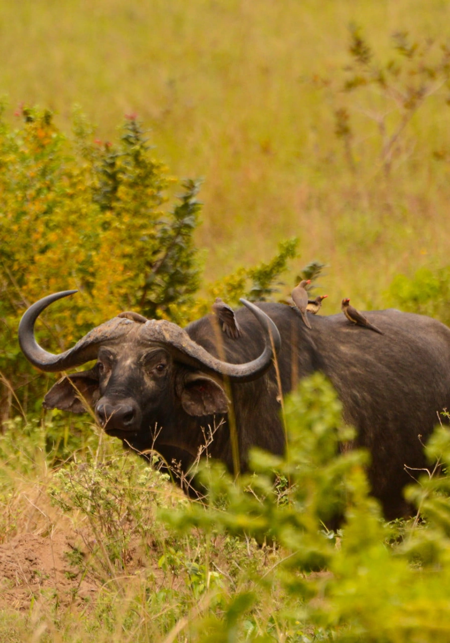 shimba-hills-national-reserve-9