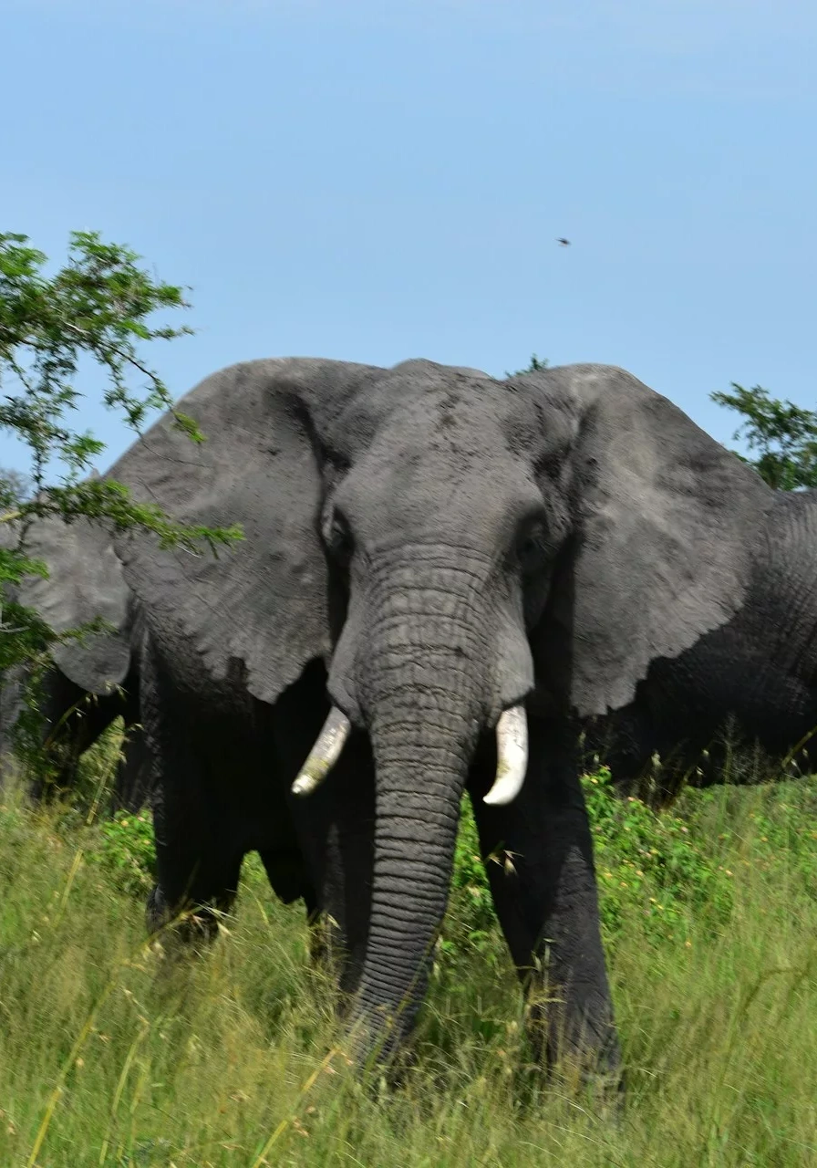 volcanoes-national-park-10 (2)