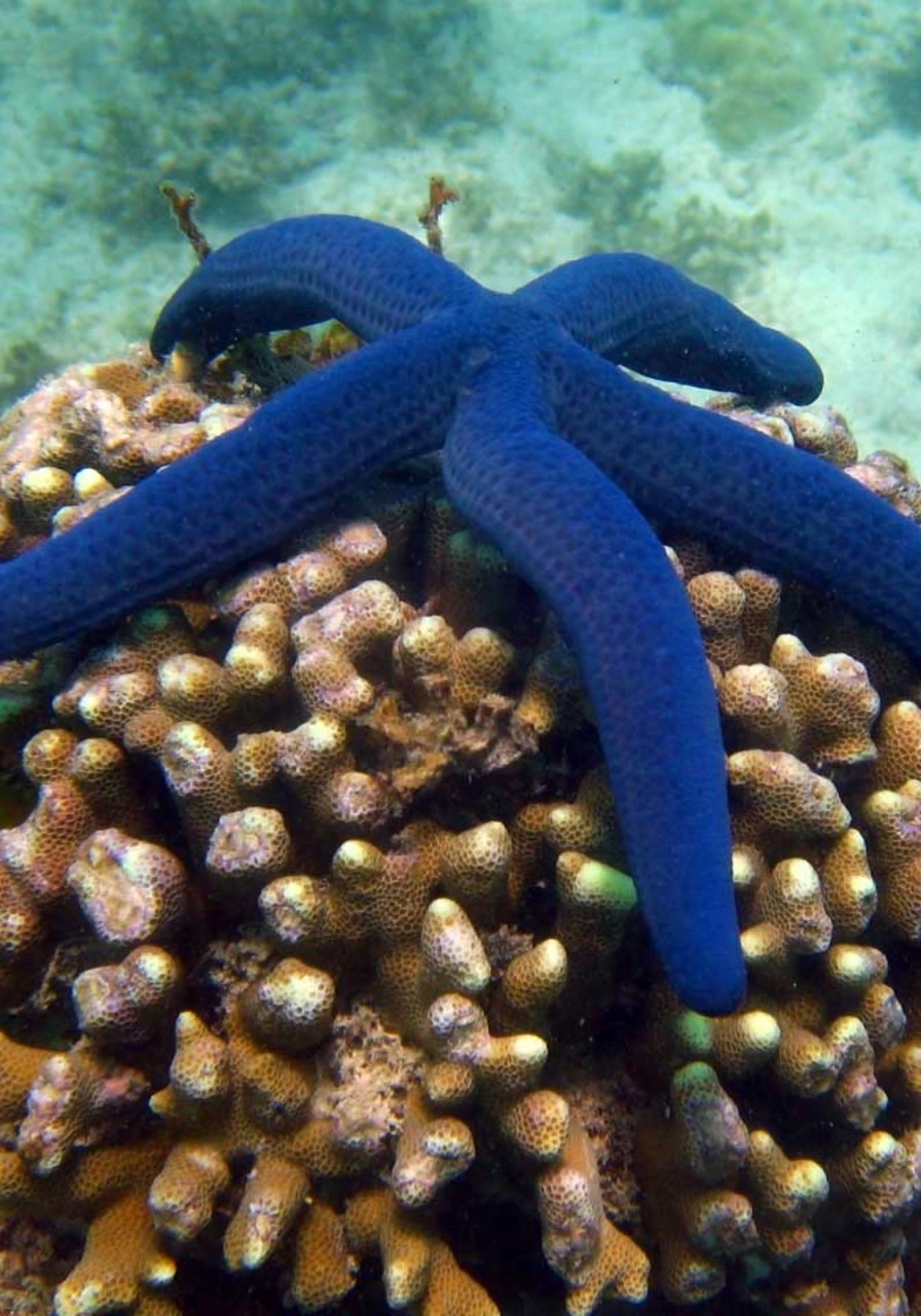 watamu-marine-national-park-and-reserve-7