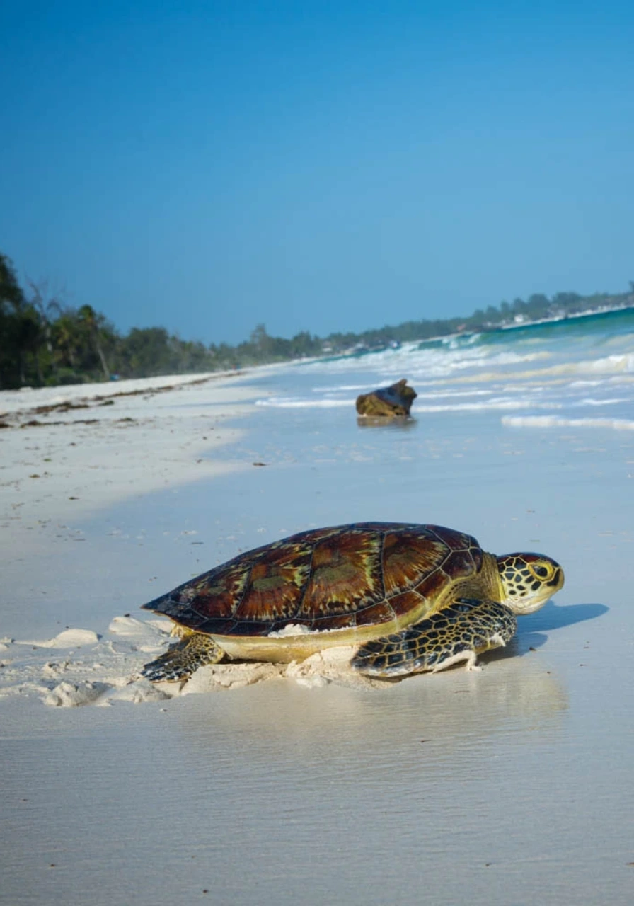 watamu-marine-national-park-and-reserve-9