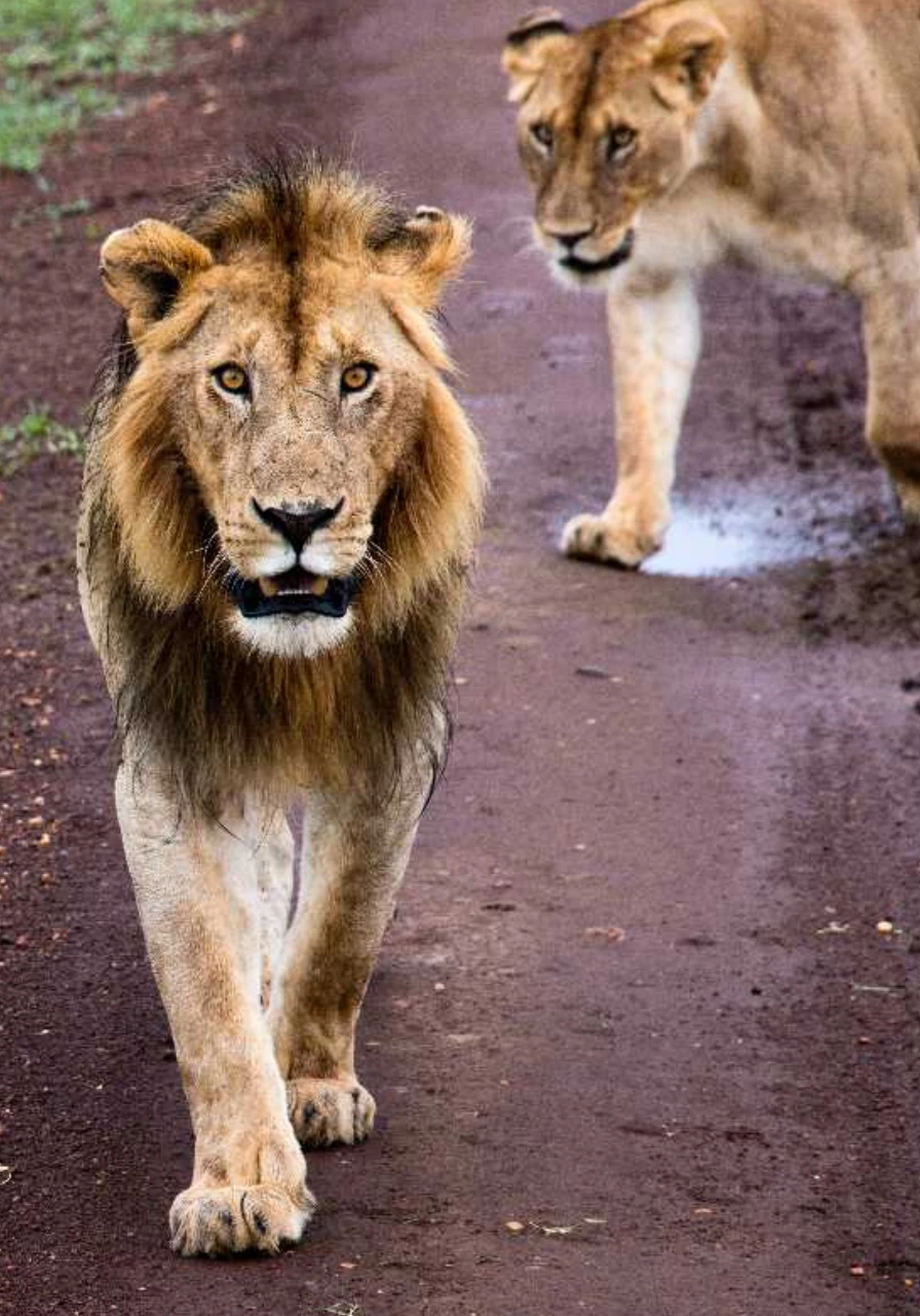 lake-elementaita-wildlife-sanctuary-5