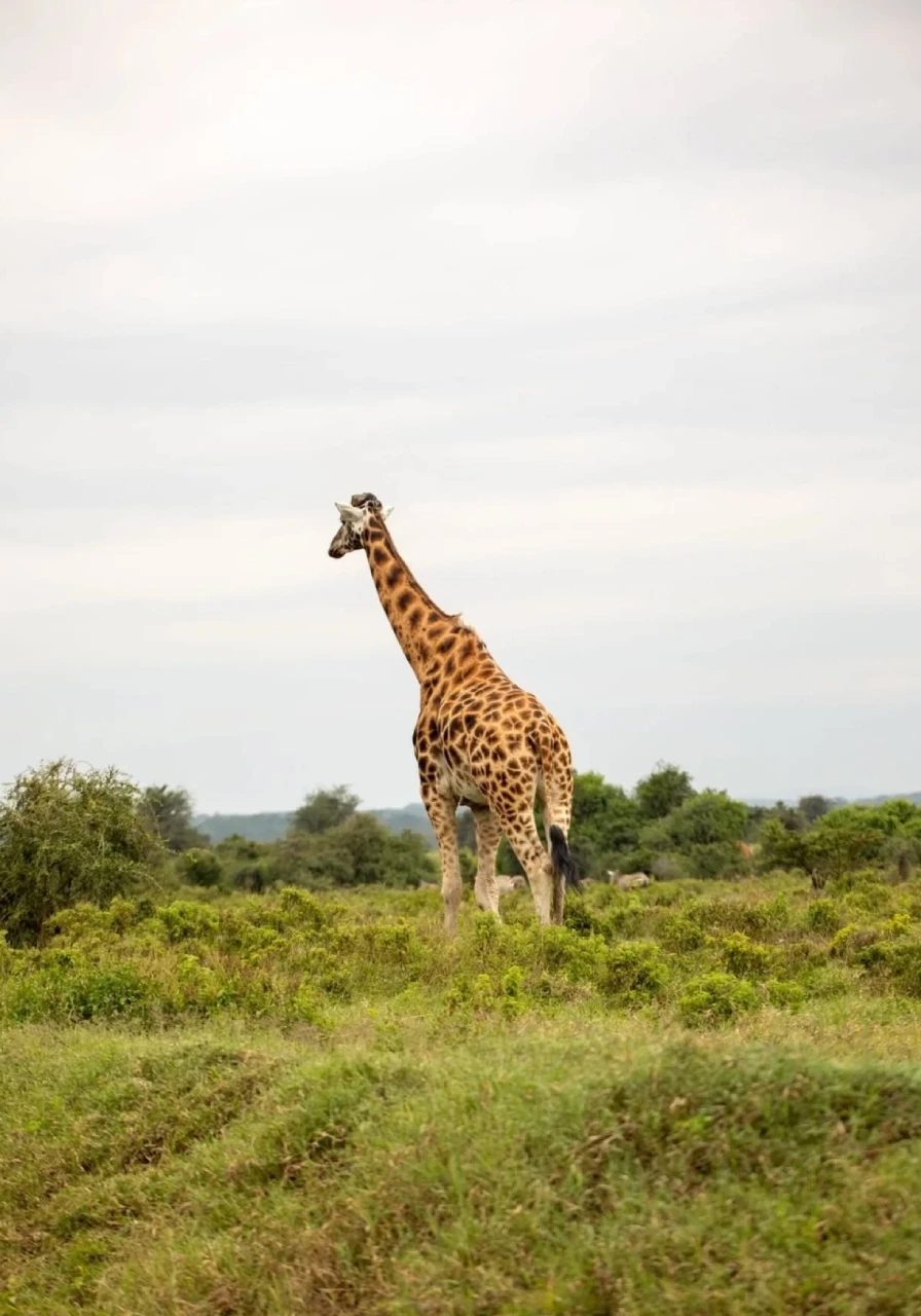 lake-elementaita-wildlife-sanctuary-6