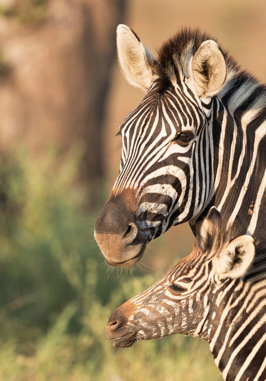 lake-elementaita-wildlife-sanctuary-7