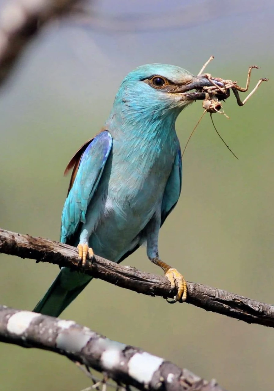 lake-elementaita-wildlife-sanctuary-8