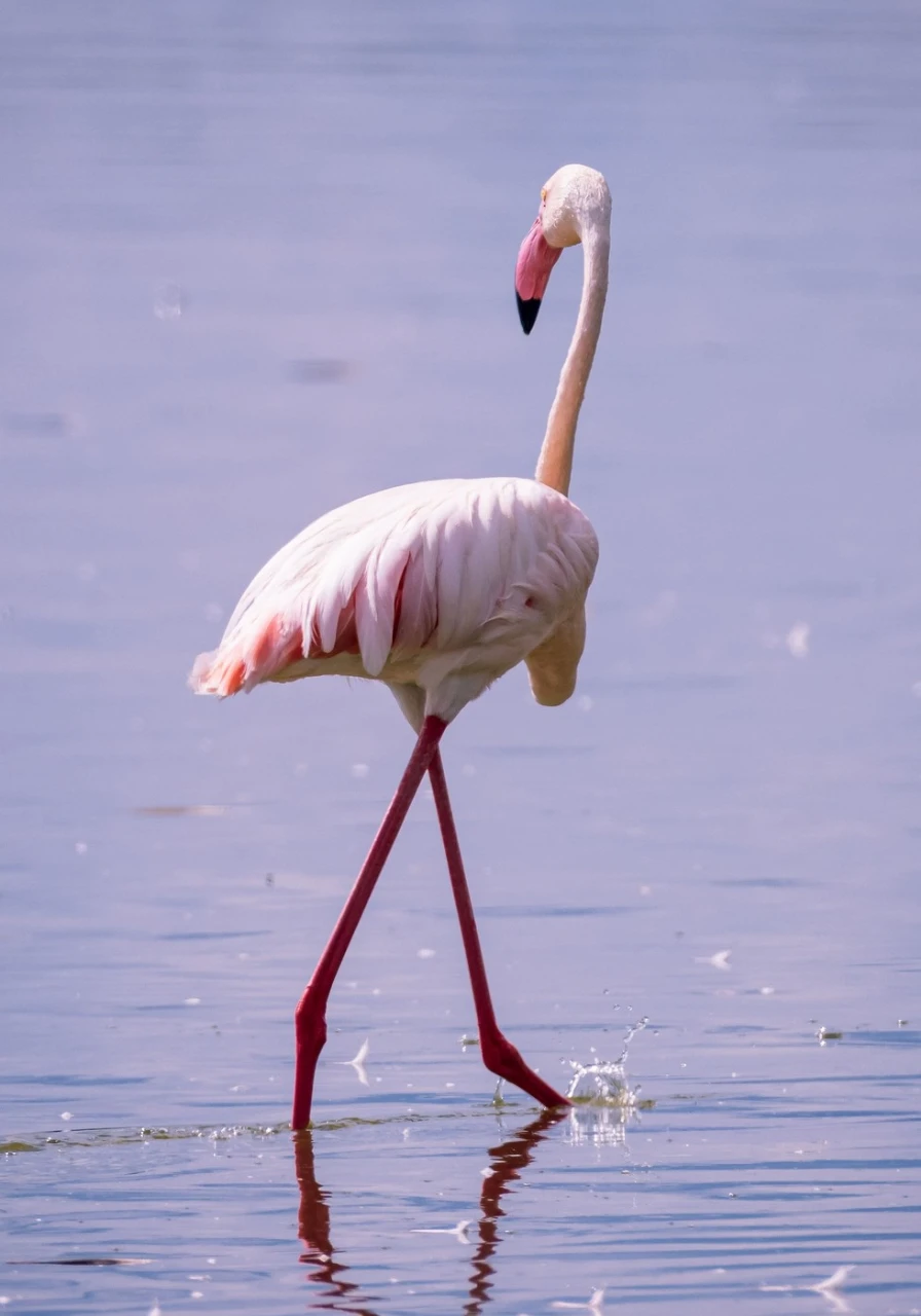 lake-elementaita-wildlife-sanctuary-9