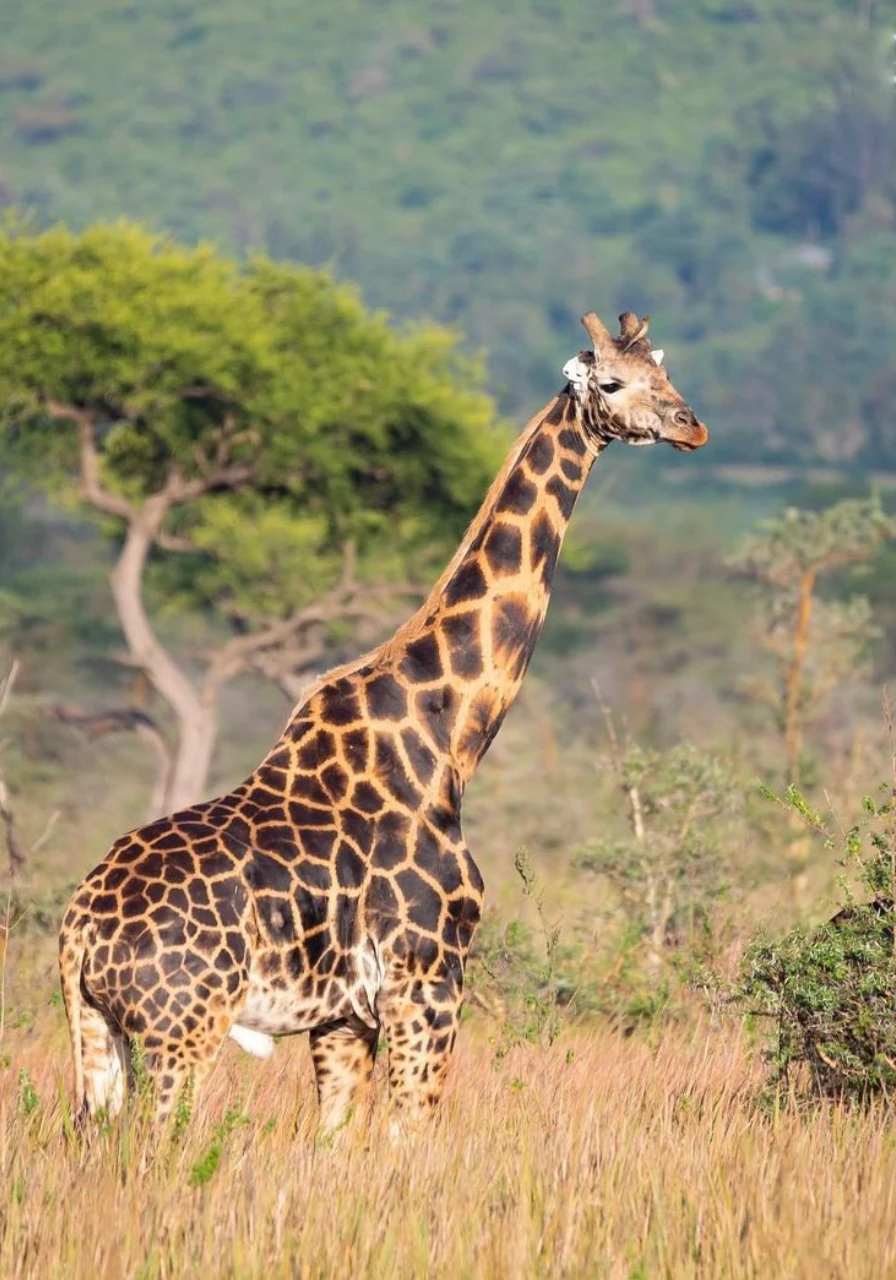 marsabit-national-park-6