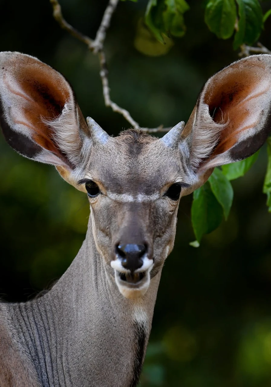 marsabit-national-park-8