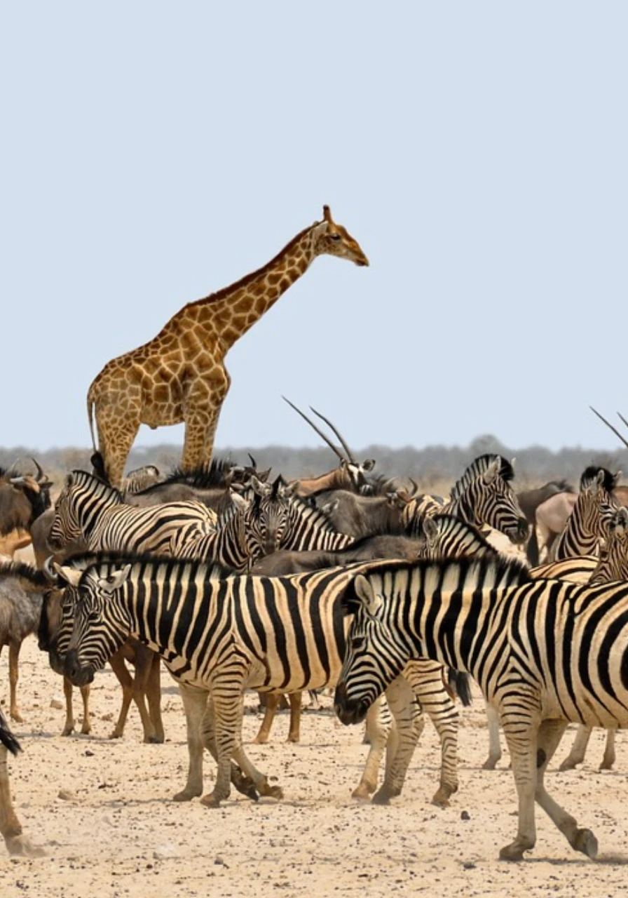 marsabit-national-park-9