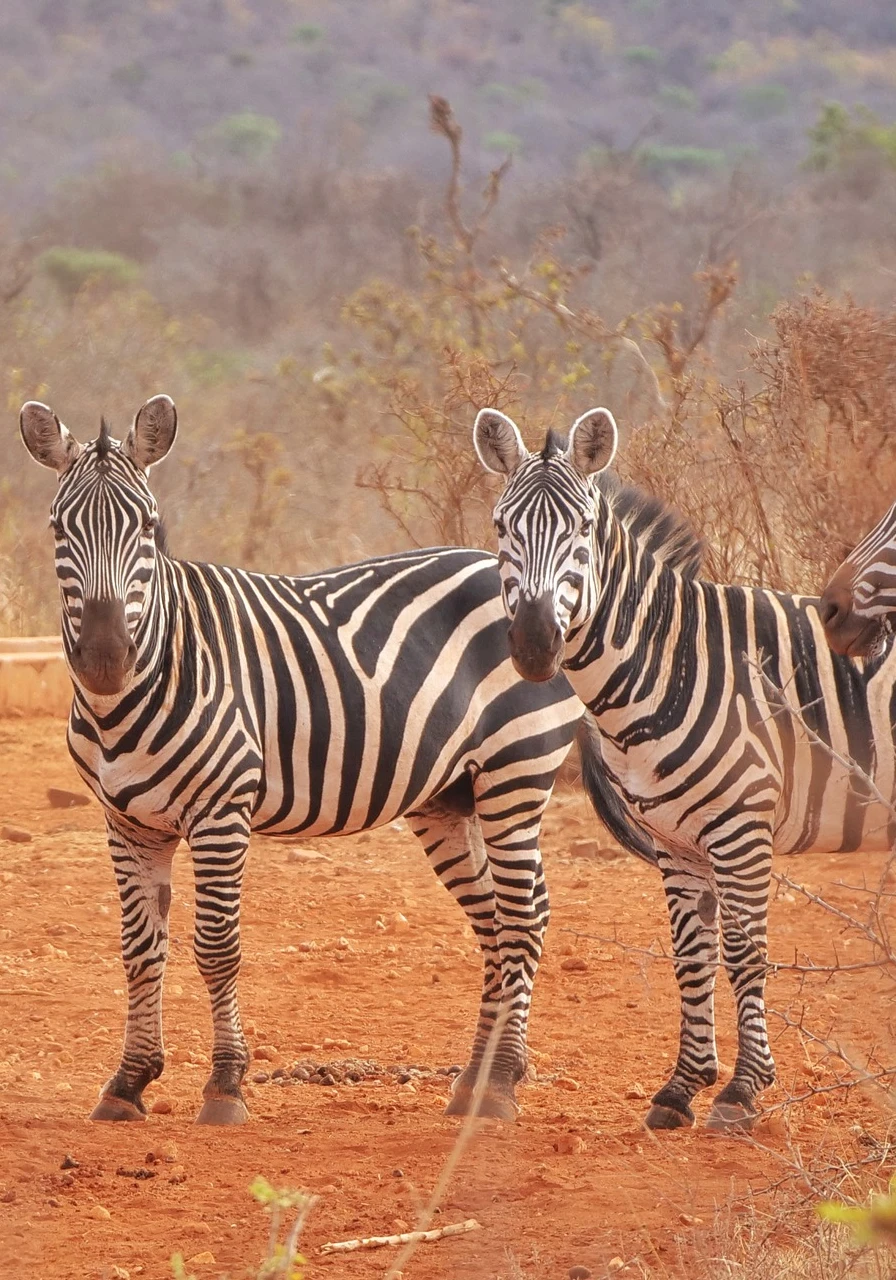 mwea-national-park-6