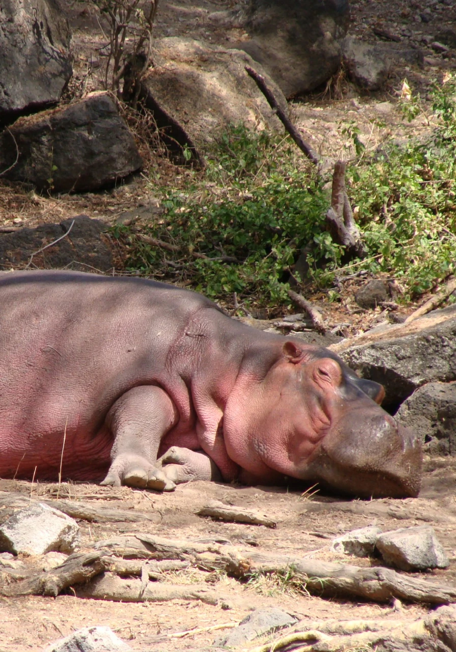 mwea-national-park-8