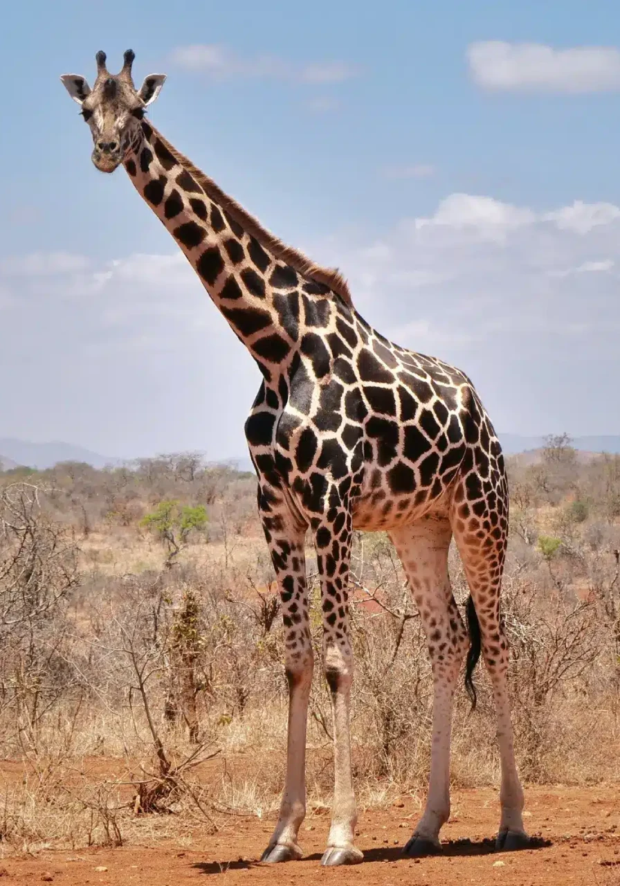 mwea-national-park-9