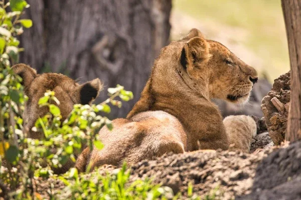 10-days-ultimate-northern-circuit-safari (1)