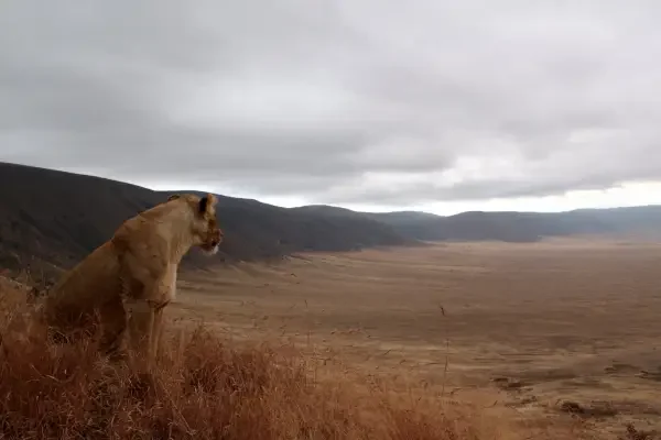 3-days-ngorongoro-manyara-safaris