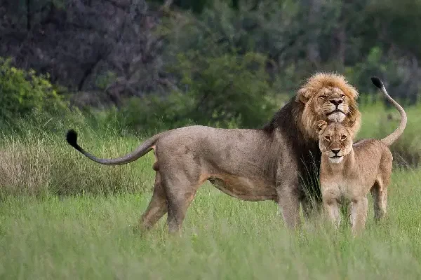 3-days-queen-elizabeth-safari