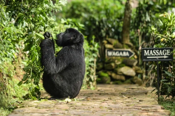 4 Days Drive Gorilla Safari Buhoma