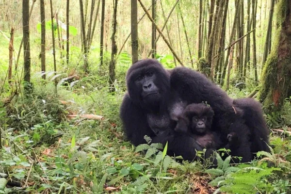 4-days-gorilla-trekking-in-rwanda (1)