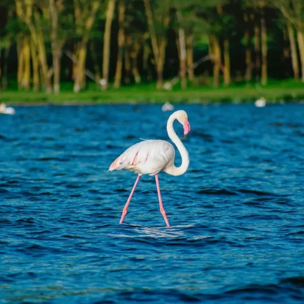 4 Days Masai Mara Safari Attractions