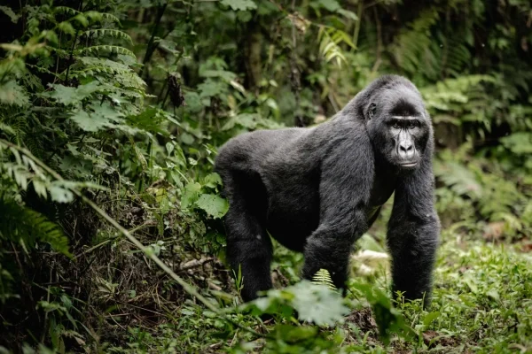 4 Days Uganda Gorilla Trekking Experience