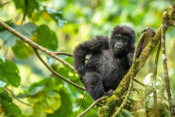 5-days-bwindi-gorillas-and-kibale-chimps-safari