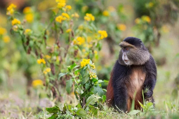 5 Days Golden Monkeys & Chimps Tours