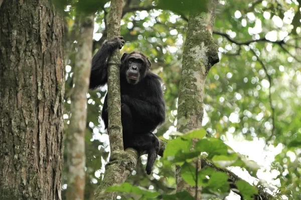 5 Days Nyungwe Forest Chimps Experience
