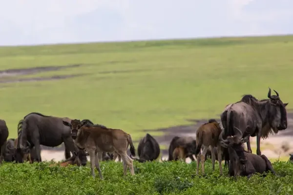 5-days-tanzania-highlights-safaris