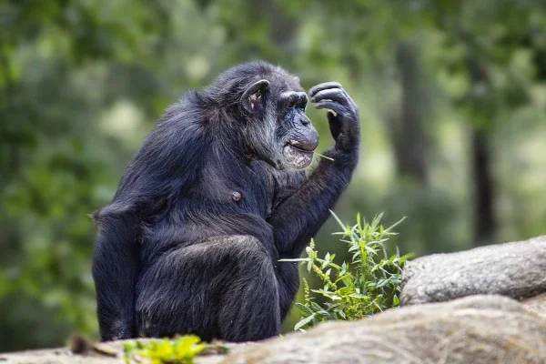 6-days-gorillas-chimpanzee-trekking (1)