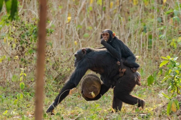 6 Days Uganda Gorillas and Chimps