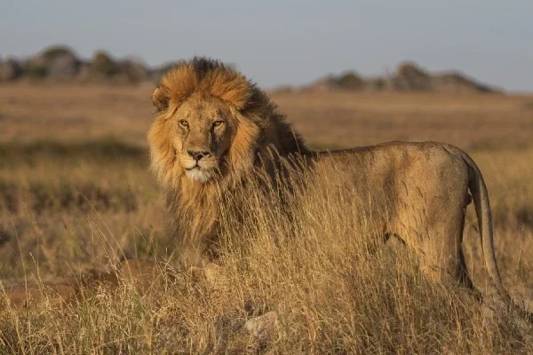 7-days-tanzania-big-five-safari (1)