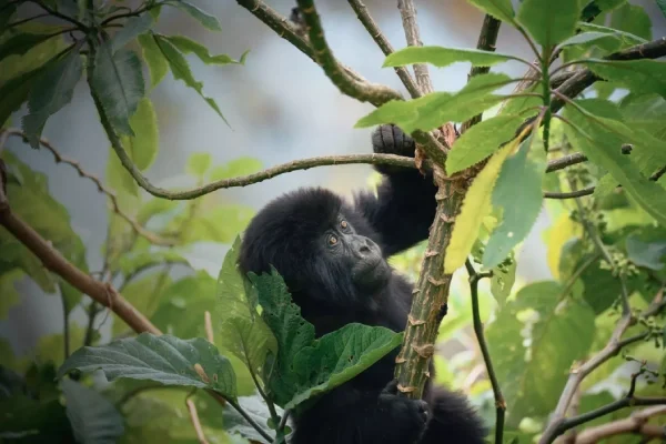 8 Days Rwanda Gorilla Trekking Safari
